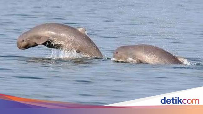 Tentang Pesut Mahakam Lumba Lumba Air Tawar Yang Nyaris Punah