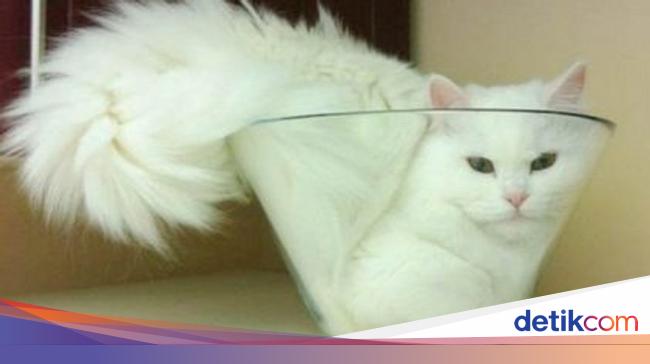 Bukti Lucu Kucing Punya Tubuh Lentur