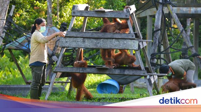 Kondisi Geografis Pulau Kalimantan Berdasarkan Peta Lengkap