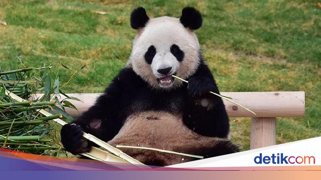 Dua Makanan Kesukaan Giant Panda Bobo
