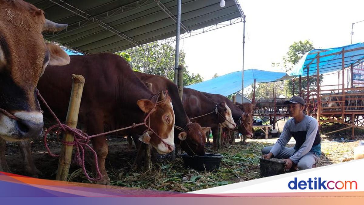 Hukum Kurban bagi yang Belum Aqiqah, Sah atau Tidak?