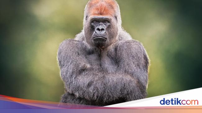Ini 5 Negara yang Masih Konsumsi Hewan Langka Terancam Ini 5 Negara yang Masih Konsumsi Hewan Langka Terancam