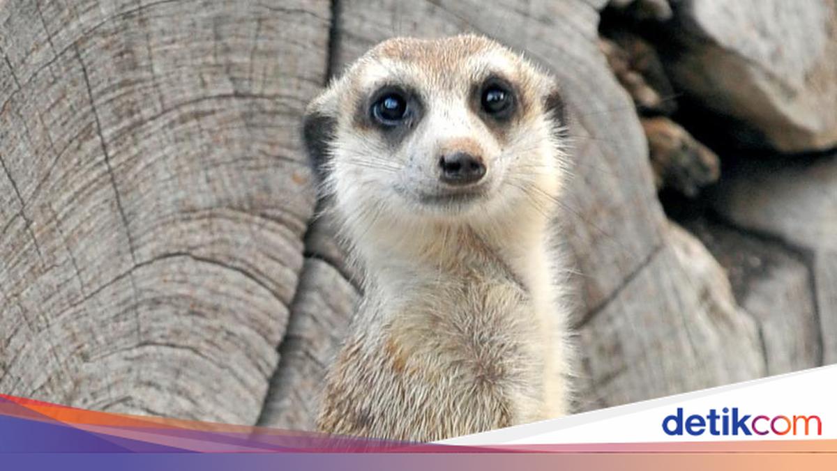 6 Fakta Meerkat, Hewan Lucu Inspirasi Timon dalam Film The Lion King