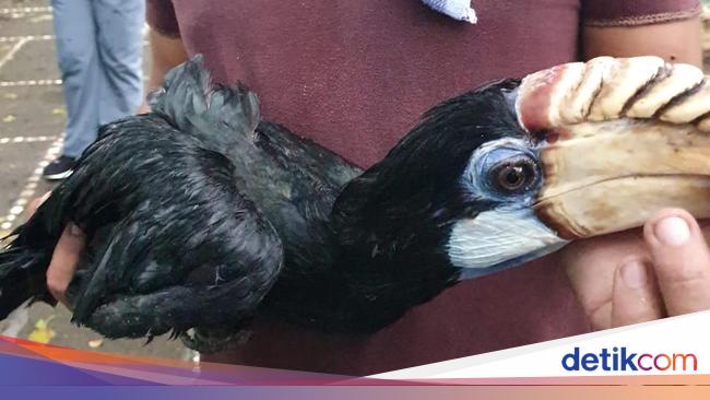 91 Satwa Langka Indonesia Dipulangkan dari Filipina 91 Satwa Langka Indonesia Dipulangkan dari Filipina