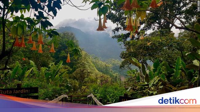 Hutan Hujan Tropis Pengertian Ciri Ciri Dan Manfaat Hutan Hujan Tropis Pengertian Ciri Ciri Dan Manfaat