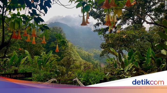 Hutan Hujan Tropis Pengertian Ciri Ciri Dan Manfaat Hutan Hujan Tropis Pengertian Ciri Ciri Dan Manfaat
