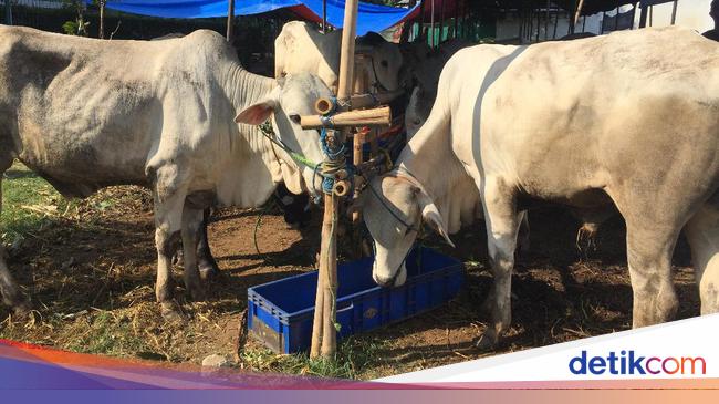 Bolehkah Berkurban untuk Orang yang Sudah Meninggal? Ini Penjelasannya
