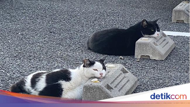 Potret Kucing Yang Santuy Tiduran Di Bumper Parkir