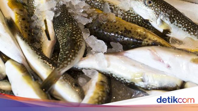 5 Hewan Ini Bisa Sebabkan Kematian Jika Dikonsumsi Manusia