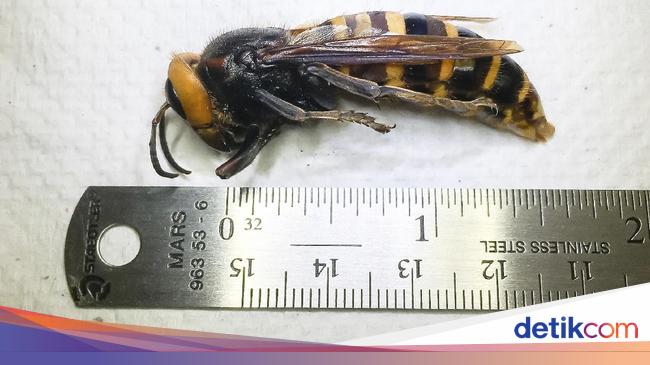 Thousands of Killer Wasps Exterminated For Danger