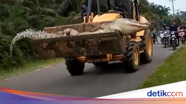 Proses Buaya Siluman Ditangkap Hingga Kepala Dipenggal Agar Tak Hidup Lagi