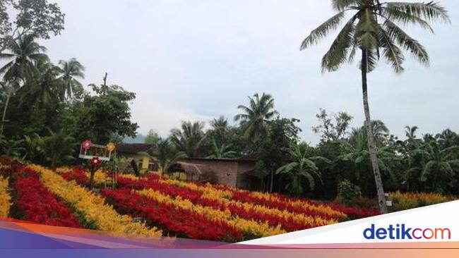  Taman  Bunga  Tersembunyi di Klaten  Kamu Tahu 