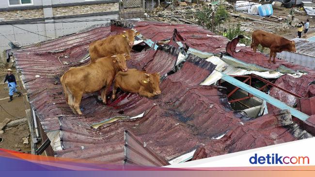 Banjir Korsel Sapi Ngungsi di Atap  Rumah 