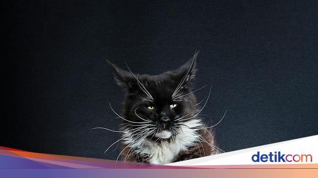 Foto Gemasnya Pose Kucing Yang Jadi Penguin