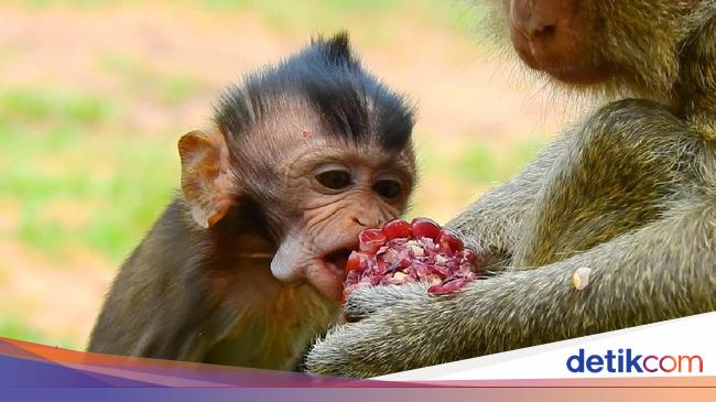 Mirip Manusia Monyet Berbagi Makanan Untuk Tunjukkan Cinta