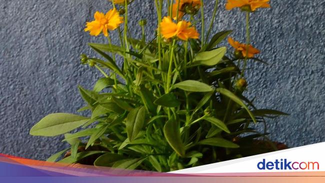 8 Tanaman Hias Yang Bisa Ditanam Di Pot