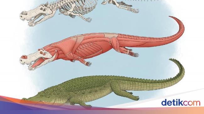 Buaya Purba Raksasa Punya Gigi Sebesar Pisang