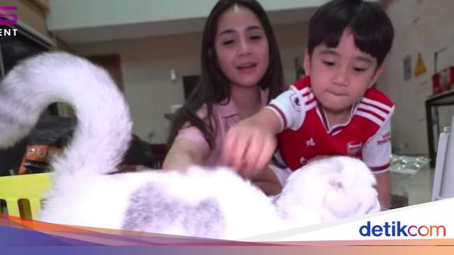 Seharga Rp 50 Juta Kucing Nagita Slavina Dan Rafathar Punya Paspor