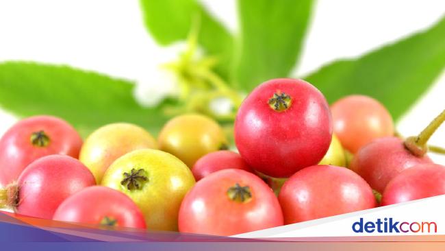 Ceri Kampung Alias Kersen Buah Manis yang Punya Banyak Ceri Kampung Alias Kersen Buah Manis yang Punya Banyak