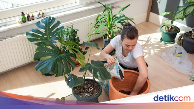 Mengenal Monstera Atau Janda Bolong Tanaman Hias Yang Harganya Mahal