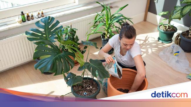 Bunga Lompong Monstera BacaanKita Bunga Lompong Monstera BacaanKita