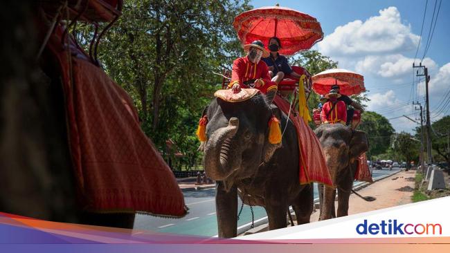 Gajah-gajah Chiang Mai yang ‘Kangen’ Turis