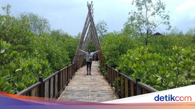  Hutan  Mangrove Wonorejo Sudut Adem di  Surabaya 