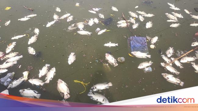  Ikan  ikan  Situ Rawa Besar Depok Mendadak Mati Diduga 