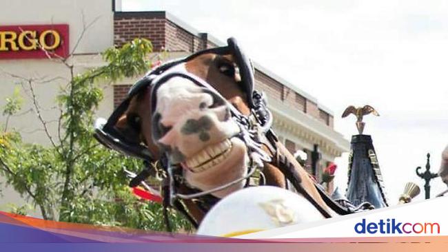  Foto  Hewan  di Belakang Orang yang Bikin Salah Fokus 