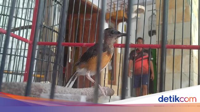 Melihat 2 Kelas Sekolah Kicau Burung Murai Di Pekalongan