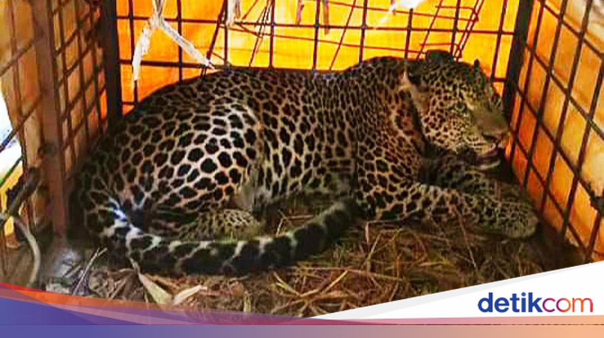 Tutul Tips Menjaga Macan Tutul Gunung Sawal dari Ancaman Kepunahan