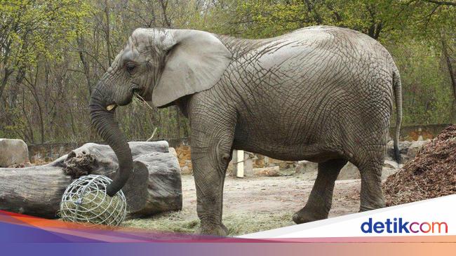 Sedih Gajah Afrika Tertua Di Amerika Utara Meninggal Dunia