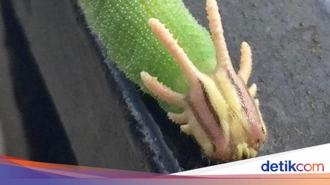 Deretan Hewan Nyata yang Tampak Seperti di FIlm Sci Fi Deretan Hewan Nyata yang Tampak Seperti di FIlm Sci Fi