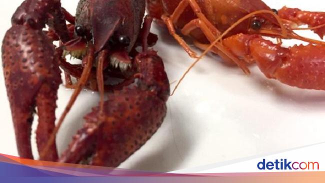ketahuan-pelihara-lobster-air-tawar-ilegal-bisa-didenda-rp-138-juta