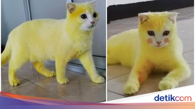 Kocak Diolesi Kunyit  Kucing  Ini Berubah Jadi Pikachu 
