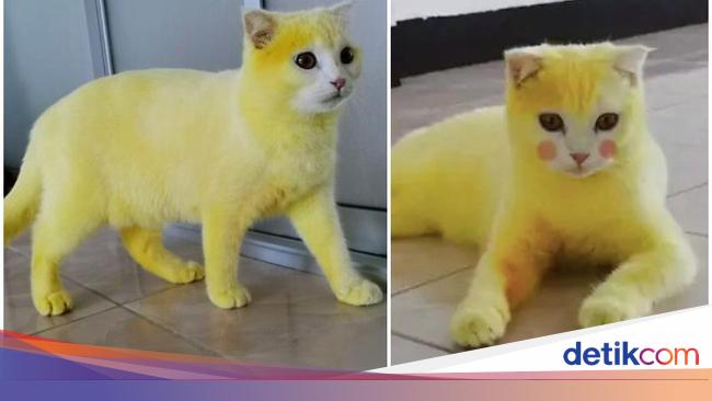 Kocak Diolesi Kunyit Kucing Ini Berubah Jadi Pikachu