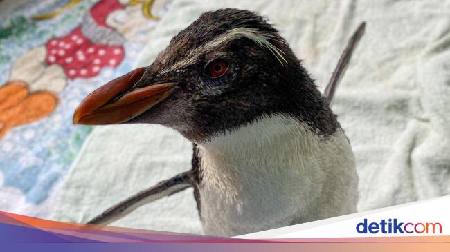 Penguin Ditunjukkan Kartun  Pingu Agar Tak Kesepian  Begini 