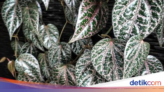 7 Manfaat Sirih Merah Untuk Kesehatan 7 Manfaat Sirih Merah Untuk Kesehatan
