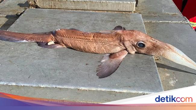 Nelayan Kaget Tangkap Ikan Monster  Misterius