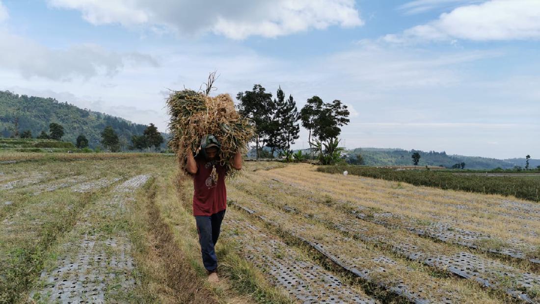 Pak Mentan, Petani Bawang Putih Bingung Nih Jual Hasil Panen