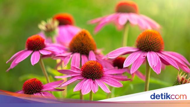 10 Tanaman  Hias  Ini Mudah  Dirawat Cocok Buat Pemula yang   10 Tanaman  Hias  Ini Mudah  Dirawat Cocok Buat Pemula yang