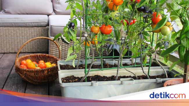 Bisa Cepat  Panen  Sayuran dan Buah  Ini Cocok Ditanam di Rumah