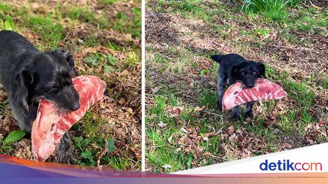 10 Momen Kocak Saat Hewan Peliharaan Tertangkap Curi 10 Momen Kocak Saat Hewan Peliharaan Tertangkap Curi