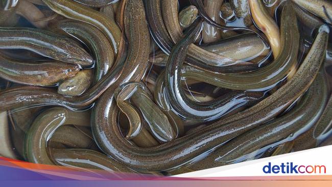 Apakah Belut Termasuk Ikan atau Ular? Ini Penjelasan Ilmiahnya