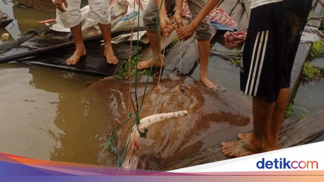 Ikan Pari Raksasa Tersangkut Jaring Nelayan di Sumsel, Camat Lepas Liarkan
