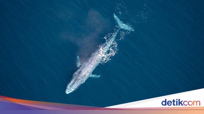 Paus Paus Apa Yang Bisa Masuk Masjid Paus Si Penyelamat Bumi