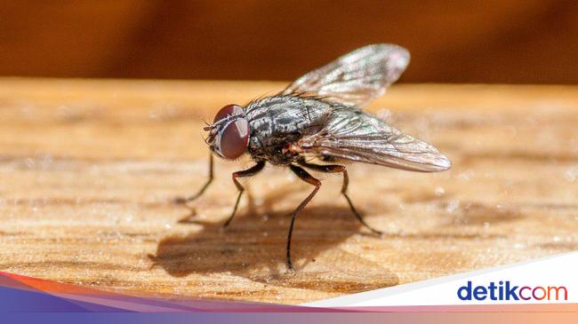 Kisah Orang Masuk Surga dan Neraka gegara Seekor Lalat