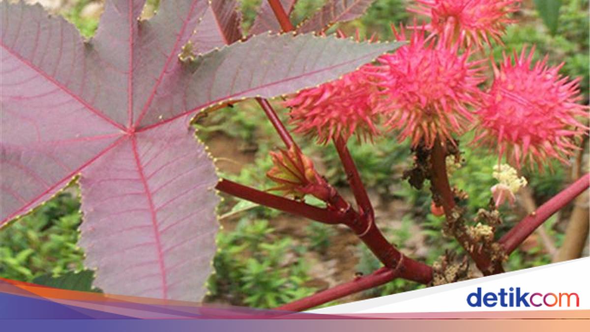 Kalori Rambutan dan Manfaatnya untuk Kesehatan