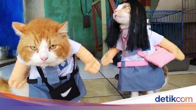 Lucunya Baju  Kucing Buatan Pria  Asal Cirebon  Ini