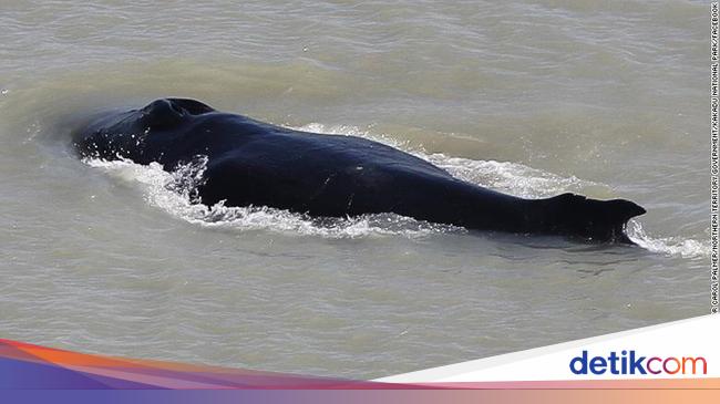 Humpback Whale Splashy Lost in Crocodile River